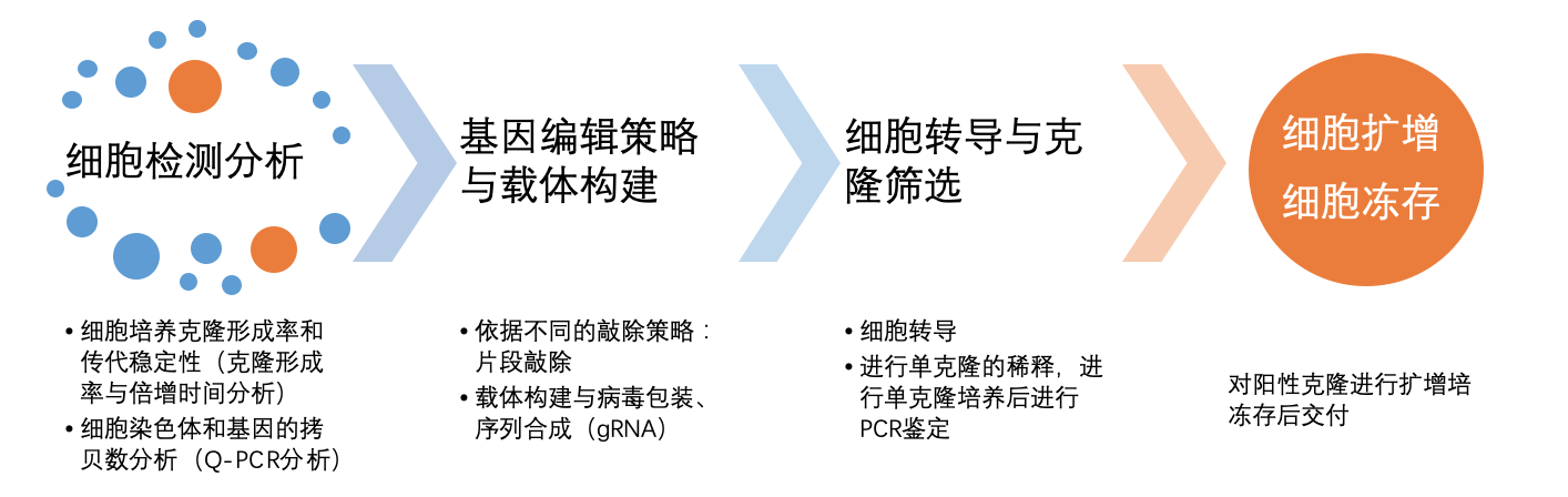 基因敲除细胞系