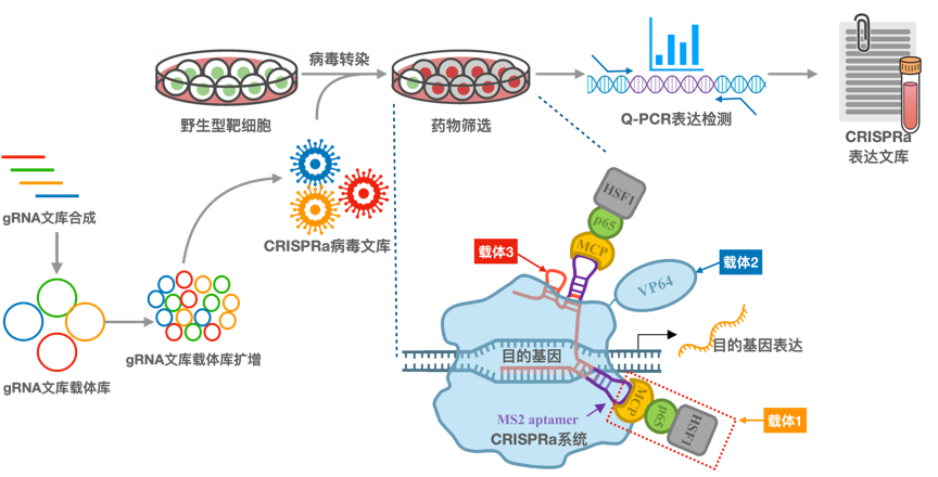 CRISPRa（基因激活）
