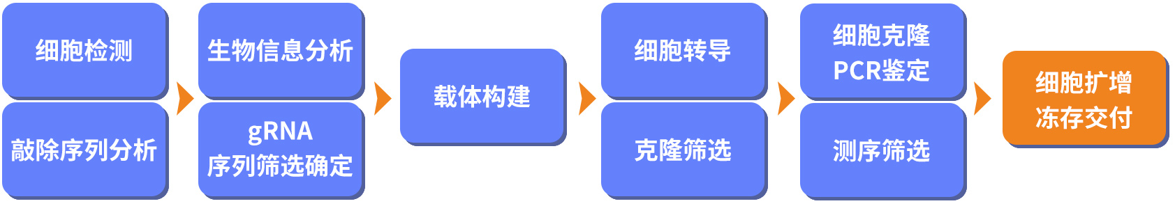 基因敲除细胞系