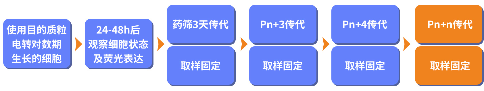 基因稳转-海星生物