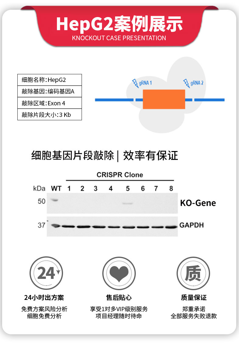 竞价敲入敲除_15.jpg