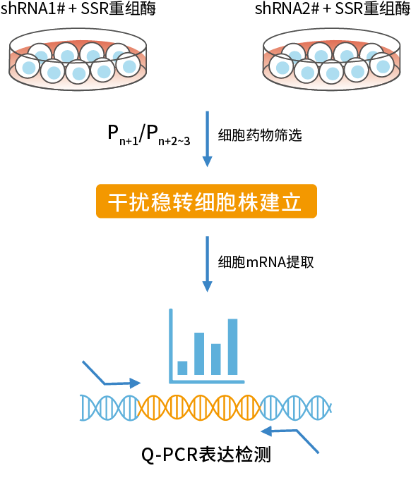 PCR操作流程.png