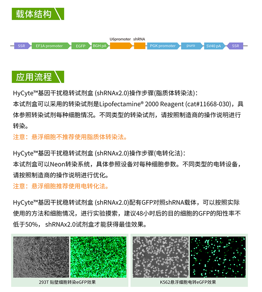 HyCyte™基因干扰稳转试剂盒 (shRNAx2_04.jpg