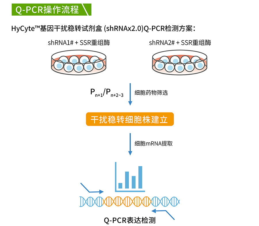 HyCyte™基因干扰稳转试剂盒 (shRNAx2_06.jpg