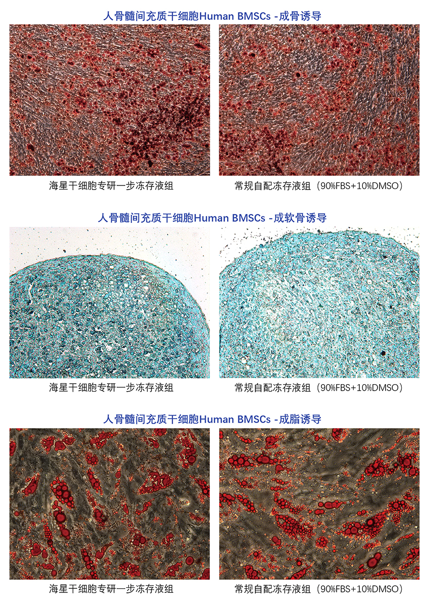 干细胞专研冻存液资料1.jpg