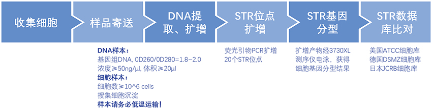 细胞系鉴定服务流程.jpg