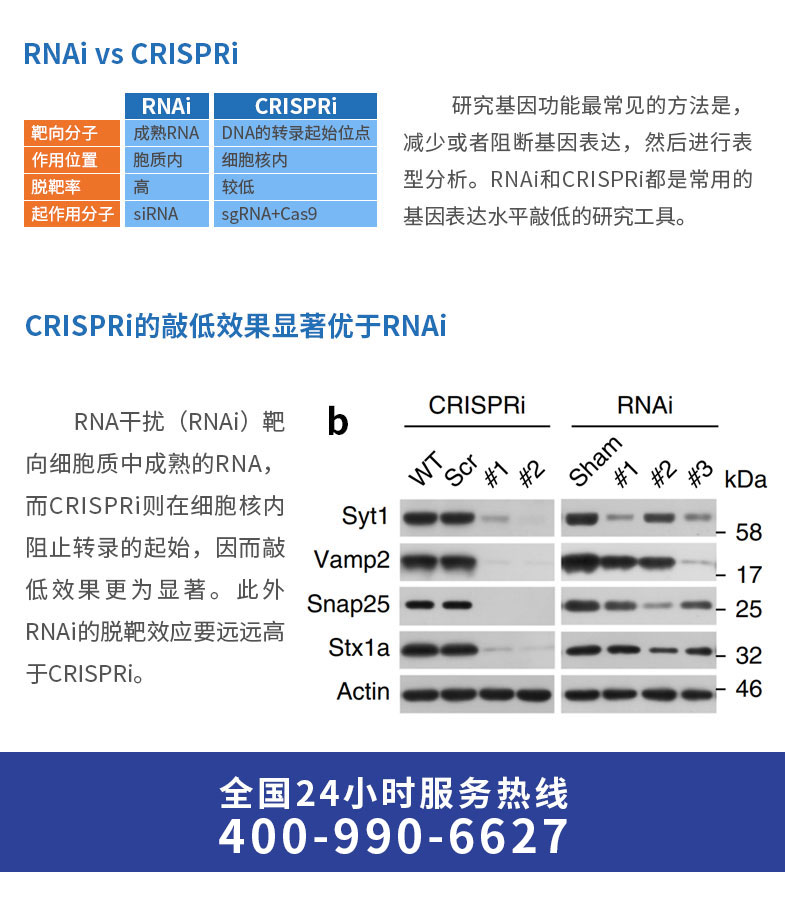 竞价激活转录_08.jpg