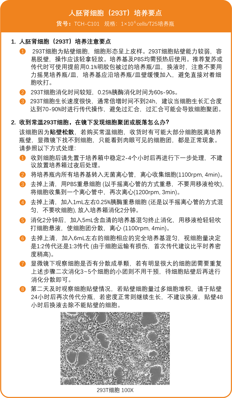 293T培养要点.jpg