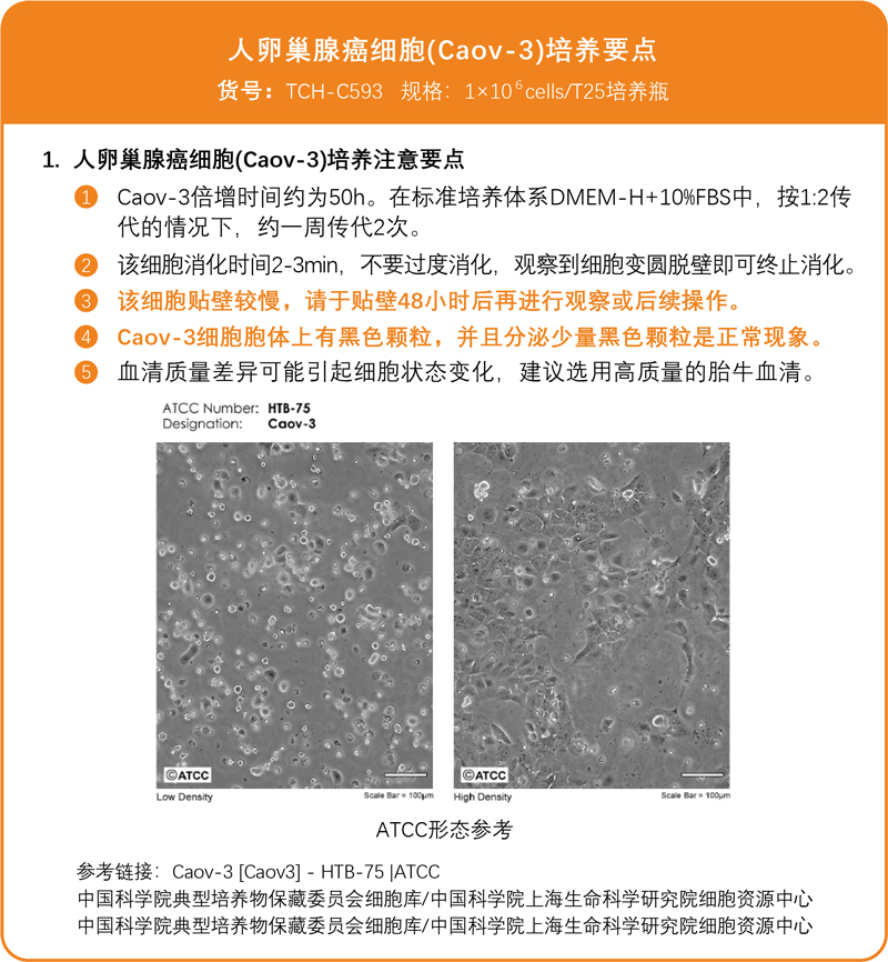 Caov-3培养要点.jpg