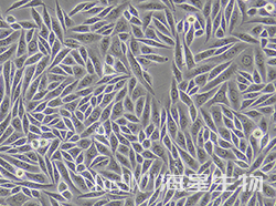 SiHa细胞human YTHDF3基因敲除株(CGKO-M2135)