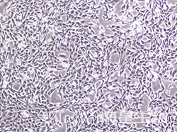小鼠成肌细胞（C2C12）(经成肌管分化能力验证)