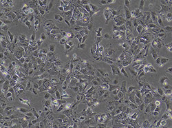 人肝癌细胞（HuH-7）