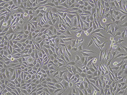 小鼠成纤维细胞（L-929）