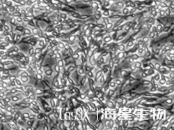 大鼠肾上腺嗜铬细胞瘤细胞(高分化)(PC-12)
