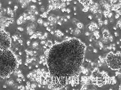 仓鼠肾细胞（BHK-21(悬浮））