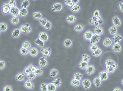 人急性髓系白血病细胞(OCI-AML3)