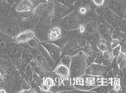 人大细胞肺癌细胞(COR-L23)