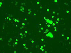 GFP标记的人慢性髓原白血病细胞K562-Cas9(TCH-C226-M01)