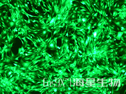 GFP标记小鼠成肌细胞(C2C12-GFP)