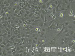 Hela细胞human SLC8B1基因敲除株(CGKO-M2139)