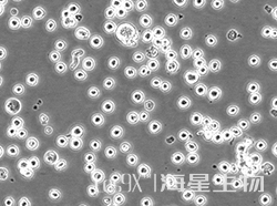 人急性早幼粒细胞白血病细胞(NB4)