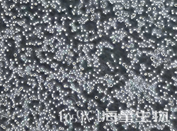 仓鼠卵巢细胞（CHO-K1悬浮）