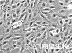 大鼠星形胶质细胞(CTX-TNA2)