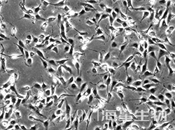 人肾细胞腺癌细胞（786-O）