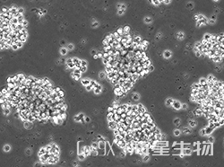 NK-92细胞ADORA2A基因敲除株(CGKO-M2158)