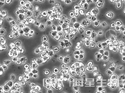 小鼠骨髓瘤细胞(J558)