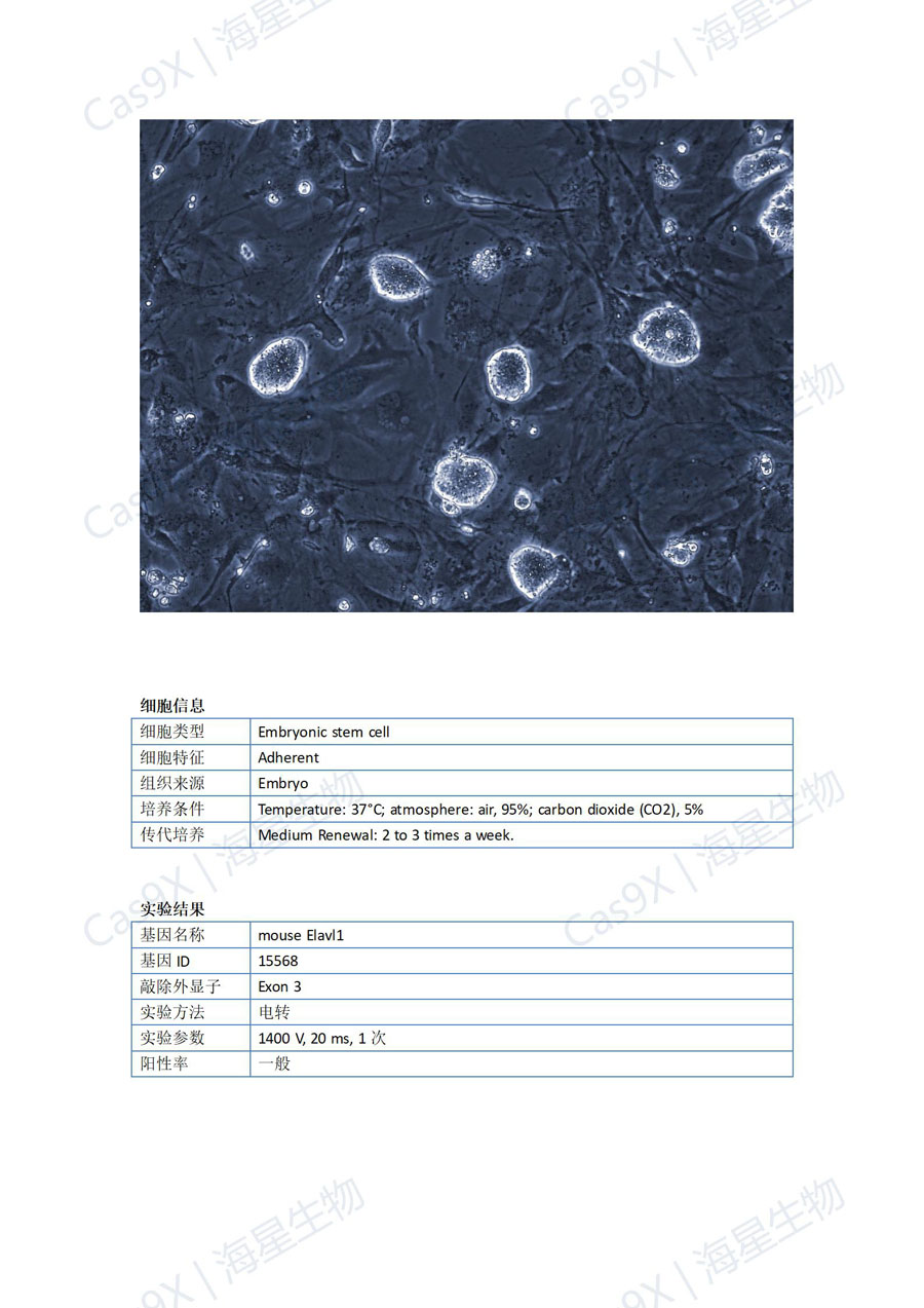 小鼠胚胎干细胞(C57 ES )Elavl1_01.jpg