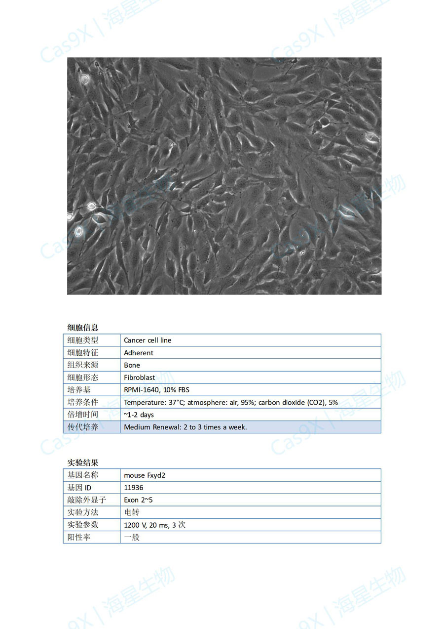 小鼠胚胎成骨细胞前体细胞(MC3T3-E1 )Fxyd2.jpg