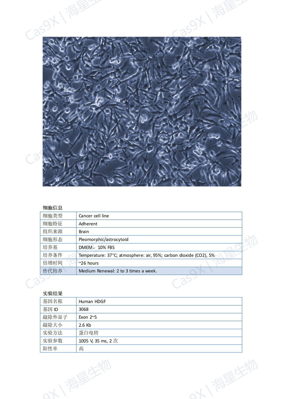 人胶质瘤细胞(U251 )HDGF_01.jpg
