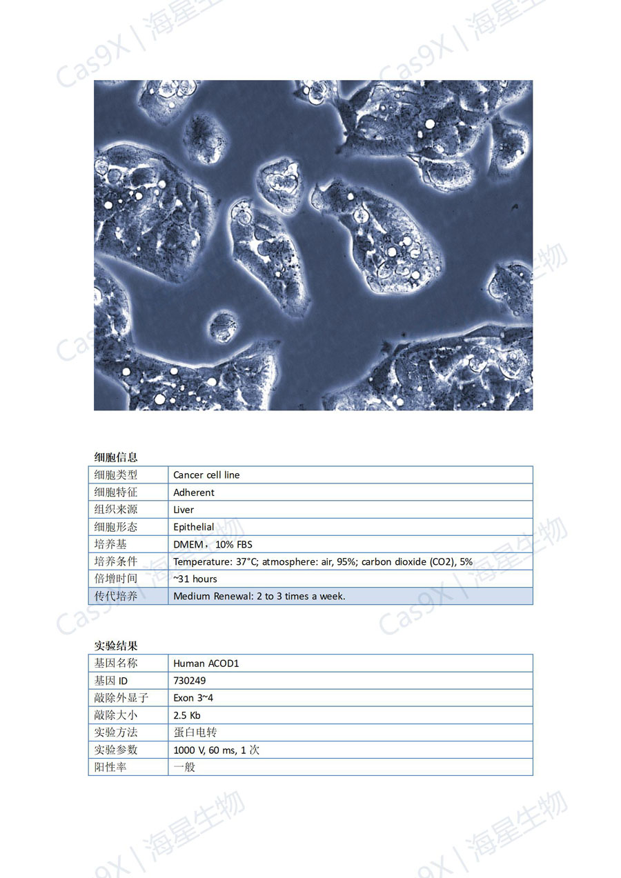 人肝癌细胞(HepG2 )ACOD1_01.jpg