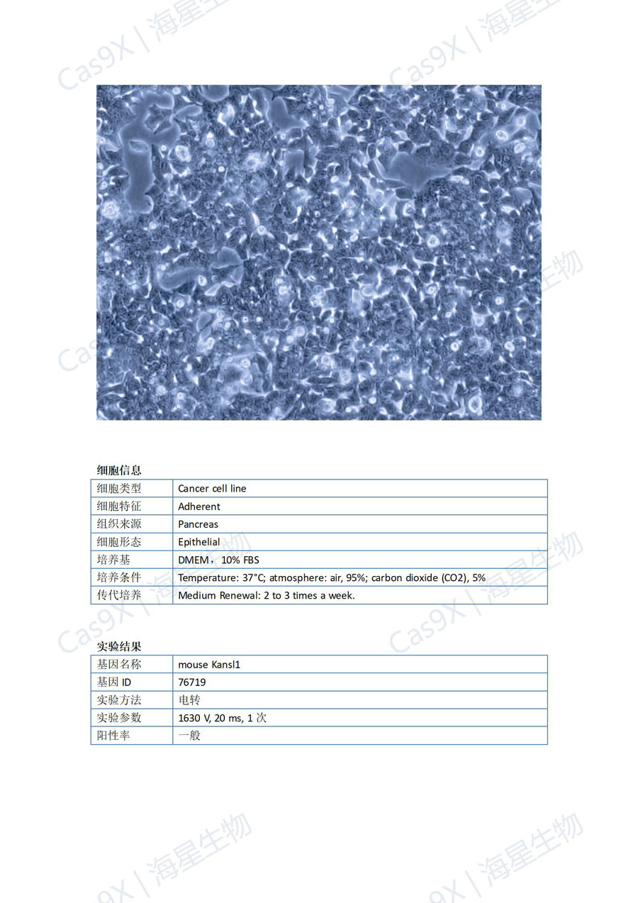 小鼠胰腺腺泡细胞(266-6 )Kansl1 基因点突变成功案例_01.jpg