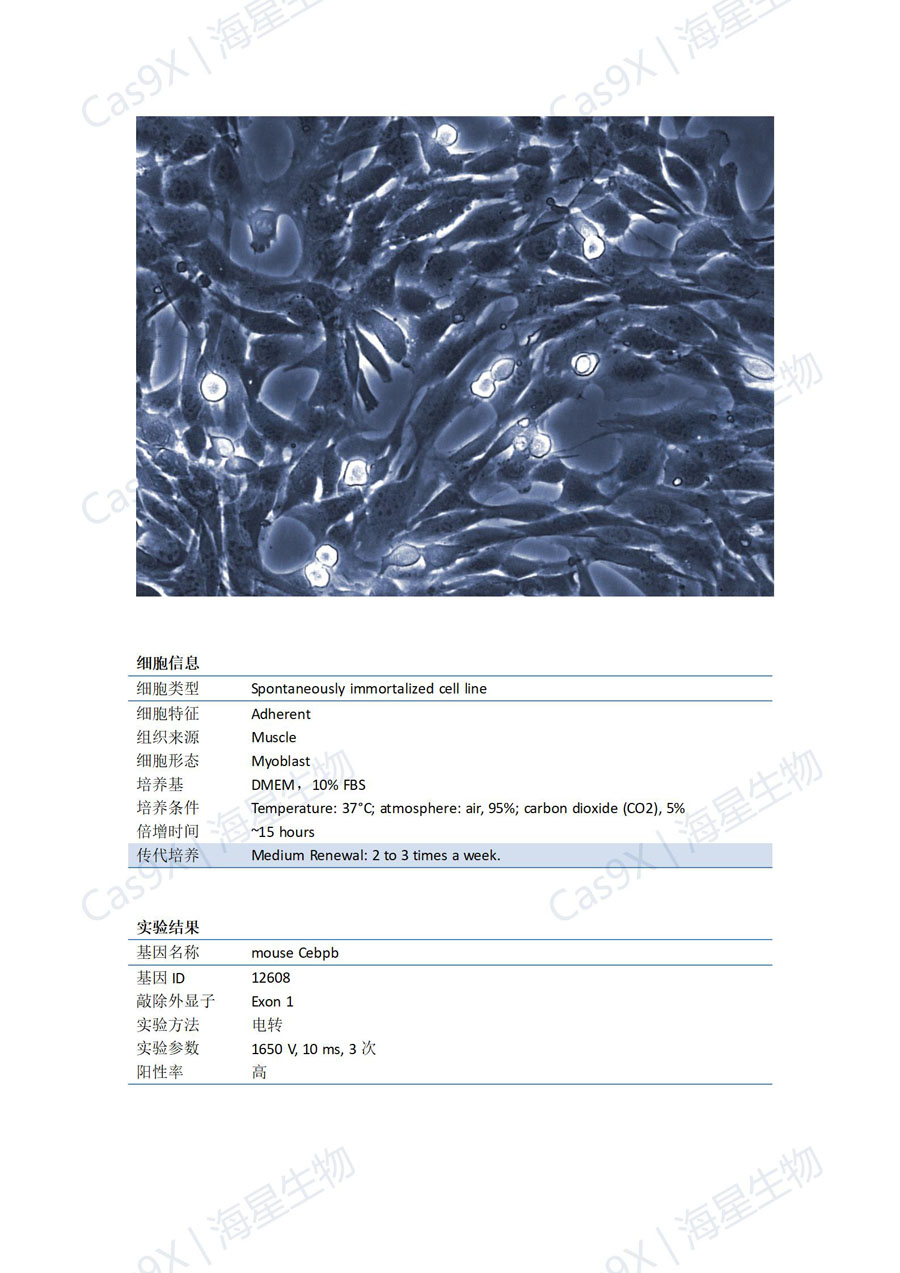 小鼠成肌细胞C2C12（mouse Cebpb）_01.jpg