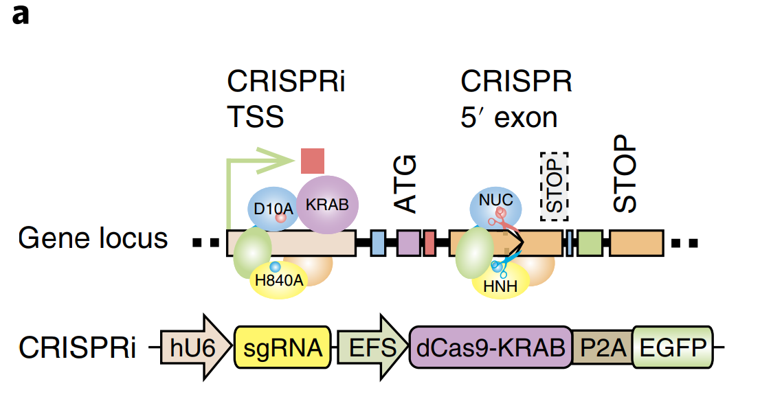 CRISPRi(基因抑制/沉默)服务