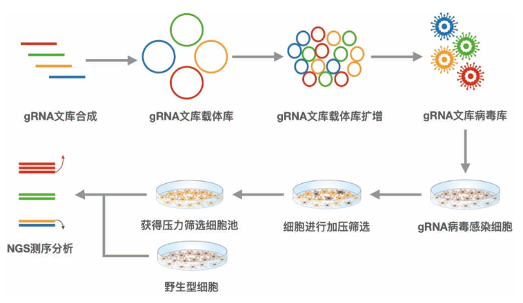 文库构建、病毒文库、细胞测试