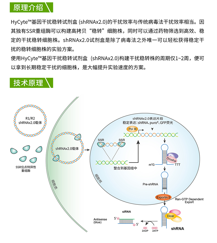 HyCyte™基因干扰稳转试剂盒 (shRNAx2_03.jpg