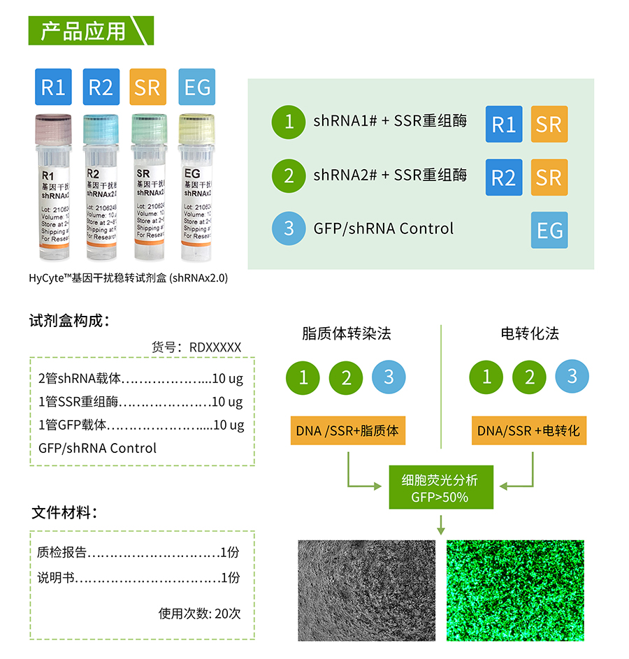 HyCyte™基因干扰稳转试剂盒 (shRNAx2_05.jpg